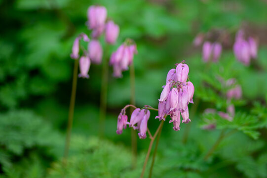 Dicentra eximia fringed bleeding heart beautiful springtime flowers in bloom, ornamental pink purple flowering plants
