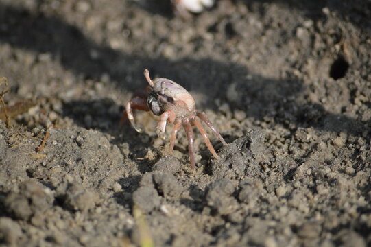 Florida Wildlife, Fiddler Crab female