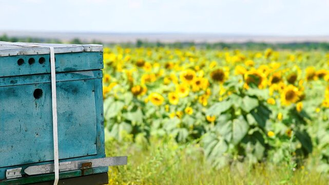 Bee apiary on a sunny summer day.
