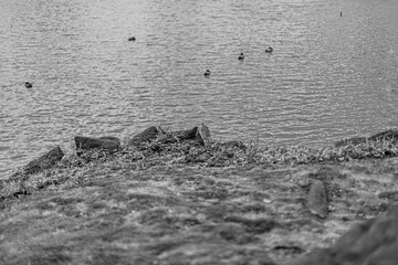Monochromatic tranquility featuring textured bank greenery and drifting waterbirds at Kiyosumi Gardens March 2024 © shingamiquarter17