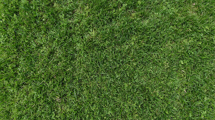 Obraz premium Fresh green grass texture for background or lawn surface design with natural vibrant blades of meadow plants viewed from above in a bright garden park during a warm sunny spring day