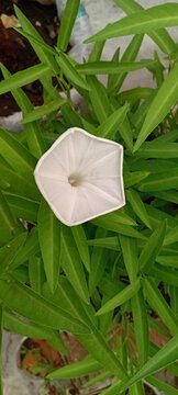 Kangkung or Ipomoea aquatica
