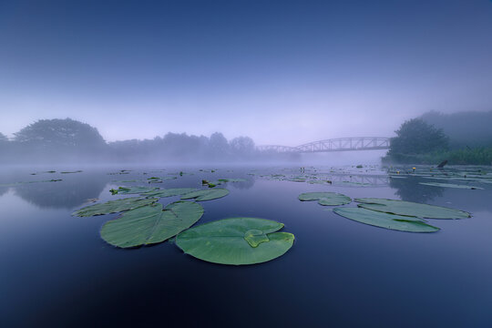 Blue Hour Morning Mist on Calm Lake with Floating Water Lilies and Bridge