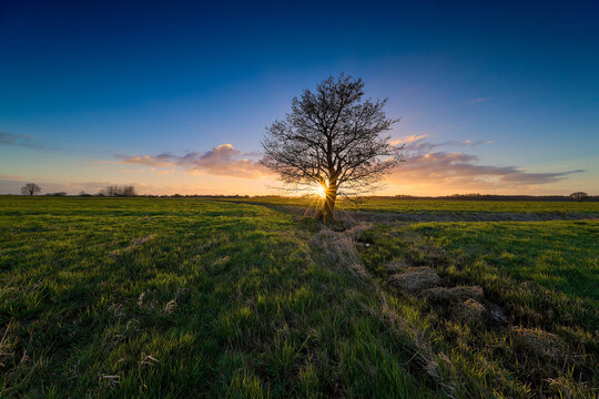 Solitary Tree on Vast Green Meadow with Radiant Sunburst at Sunset