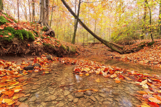 Clear Forest Stream with Autumn Leaves and Pebbles in Golden Woods