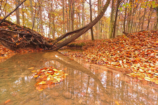 Autumn Forest Stream with Fallen Leaning Tree and Golden Reflections