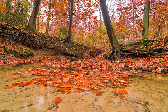 Autumn Forest Stream Covered with Vibrant Orange Fallen Beech Leaves