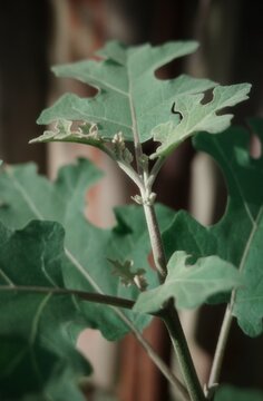 Solanum indicum, which has leaves with serrated edges and a slight covering of hairs on the veins and stems