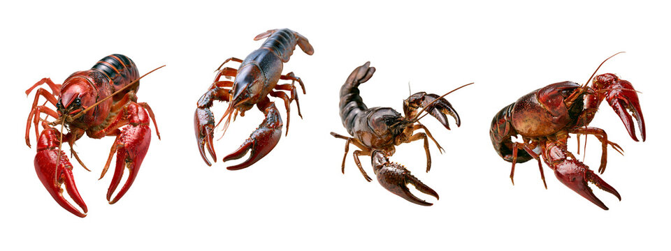 Set of four fresh raw crayfish isolated on transparent background
