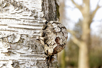 Kora brzozy w lesie w ujęciu makrofotografii © Andrzej - RajPlanet