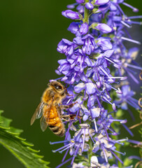 Western honey bee (Apis mellifera) foraging on purple flowers, showing detailed wings and golden striped body while collecting nectar in a natural garden setting. © Riley