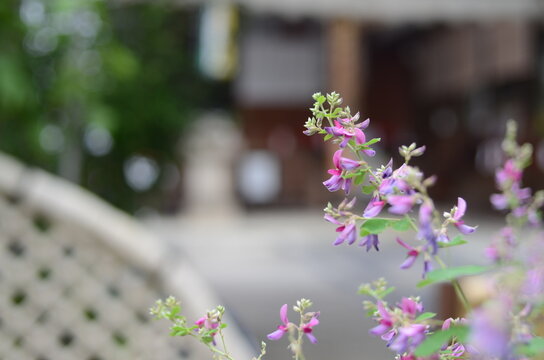 【大阪】東光院萩の寺の境内に咲く萩の花