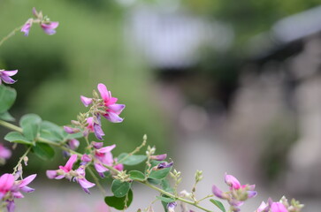 Fototapeta premium 【大阪】東光院萩の寺の境内に咲く萩の花 マクロ