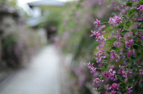 【大阪】東光院萩の寺の境内に咲く萩の花