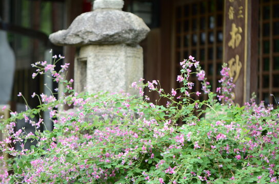 【大阪】東光院萩の寺の境内に咲く萩の花