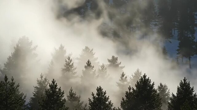 Dense fog rolling over a pine tree forest in the winter mountains during a misty morning.