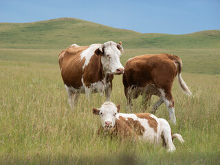 Herd of cattle grazing and resting leisurely on the broad prairie. Livestock enjoying fresh grass on open grassland, peaceful pastoral natural scenery of Inner Mongolia.   © Guiyi