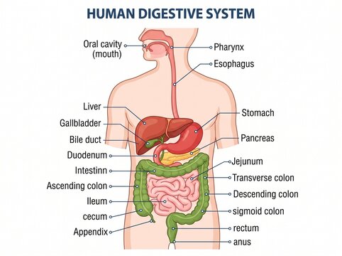 Human Digestive System Anatomy Diagram