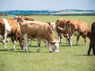 Herd of cattle grazing and resting leisurely on the broad prairie. Livestock enjoying fresh grass on open grassland, peaceful pastoral natural scenery of Inner Mongolia.  © Guiyi