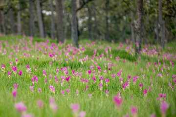 Obraz premium The Siam Tulip Fields (Curcuma alismatifolia) at Sai Thong National Park,