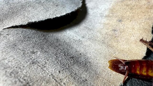 A dying American cockroach lies on its back, struggling and twitching its legs on a textured gray background. Extreme macro shot showing detailed pest anatomy for extermination concepts.