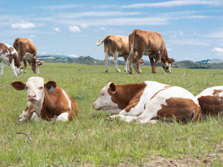 Herd of cattle grazing and resting leisurely on the broad prairie. Livestock enjoying fresh grass on open grassland, peaceful pastoral natural scenery of Inner Mongolia.  © Guiyi