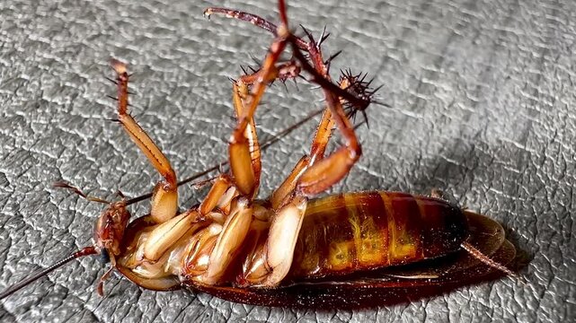 A dying American cockroach lies on its back, struggling and twitching its legs on a textured gray background. Extreme macro shot showing detailed pest anatomy for extermination concepts.