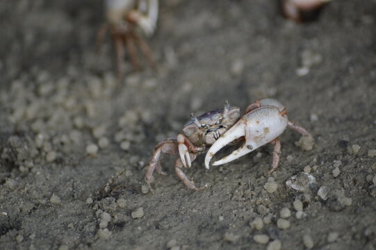 Florida Wildlife Fiddler Crab fighter