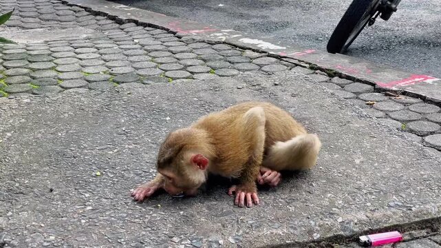A pig-tailed macaque rubs a round metal object on the ground outside, picks it up with its teeth, and begins rubbing it on the surface again, examining the object it has found.