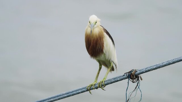 Javan pond heron bird perching on a thick blue rope against a blurred water background. Wild bird with brown and white feathers and long legs. Professional wildlife photography in a harbor area.