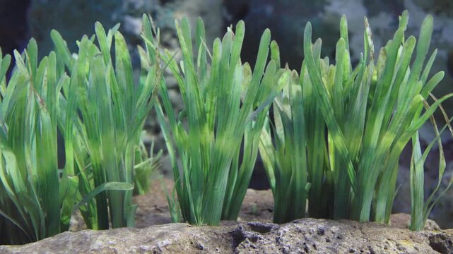 Green aquatic plants growing in clusters behind a rock in an aquarium or ocean reef. These lush seagrass blades create a natural underwater landscape and healthy environment for marine life.
