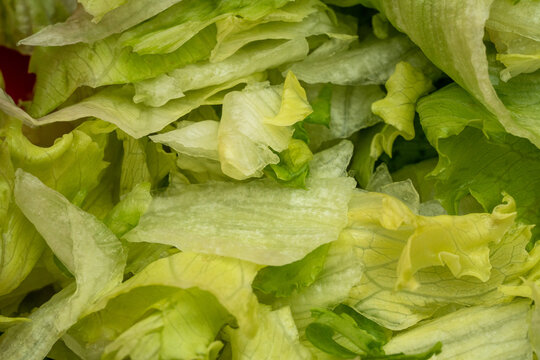 Freshly cut lettuce leaves arranged in a bowl ready to be used in salads or sandwiches for lunch or dinner