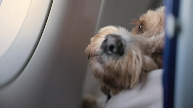 Traveling with a dog Scheduled flight