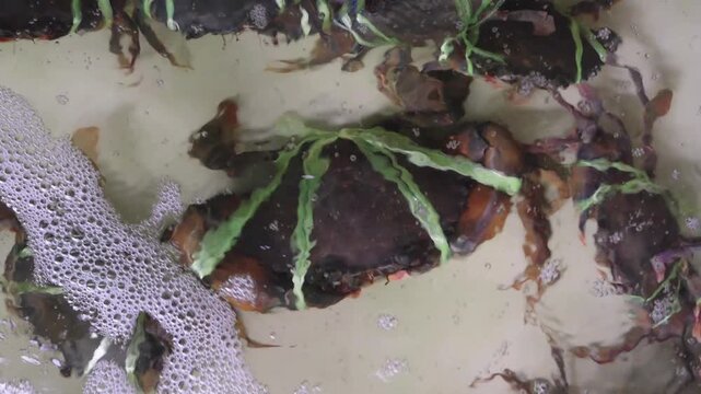 Mud crabs tied with green plastic string submerged in a bubbling water tank at a fresh seafood market. Close up view of shellfish waiting for purchase in a commercial aquarium display.