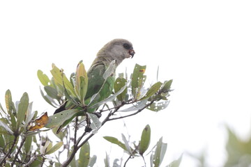The brown-headed parrot (Poicephalus cryptoxanthus) is a south-eastern African parrot.This photo was taken  in Kruger National Park, South Africa. © feathercollector