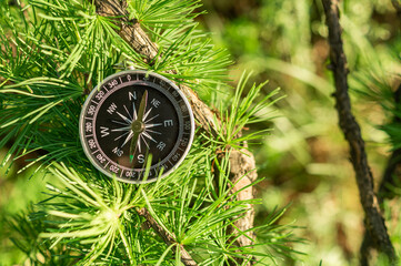 Magnetic compass lying in green larch tree branches. Navigation, orientation and outdoor adventure. Forest wilderness exploration concept with copy space. © marinasokolchik