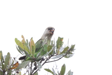 The brown-headed parrot (Poicephalus cryptoxanthus) is a south-eastern African parrot.This photo was taken  in Kruger National Park, South Africa. © feathercollector