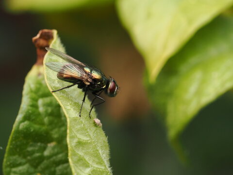 Mosca verde botella (Lucilia sericata) con deslumbrante brillo met&aacute;lico posada en una hoja. Fotograf&iacute;a de gran nitidez para contenido de naturaleza, entomolog&iacute;a y medio ambiente.