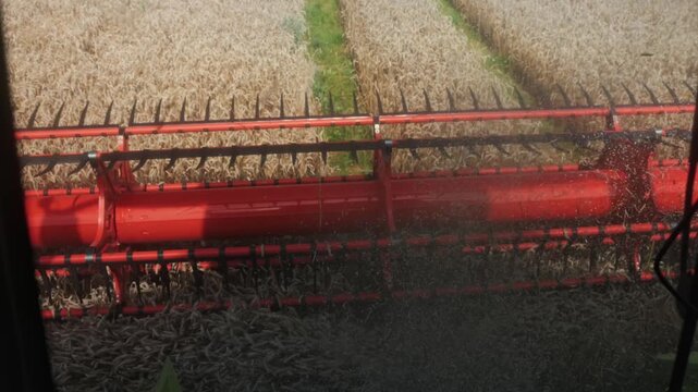 Wheat harvesting process with a red combine harvester cutting through golden fields, showcasing the continuous action of threshing and collecting grain