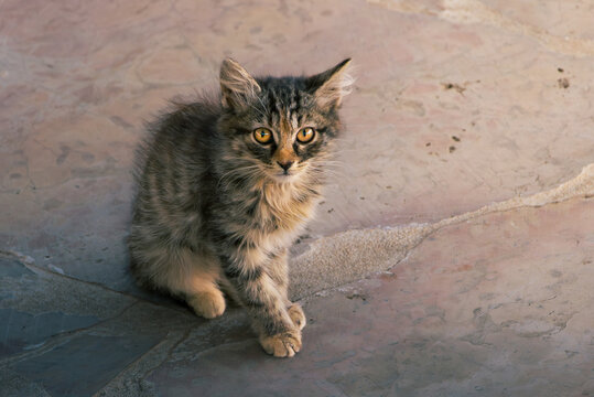 Cute fluffy tabby kitten (Felis catus) sitting on a stone floor looking at the camera