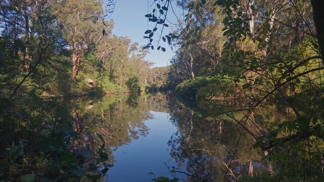 Still water mirrors trees lining quiet riverbank. Golden light glows through canopy above. Reflections shimmer as breeze stirs leaves. Ideal for nature documentaries or tranquil travel scenes
