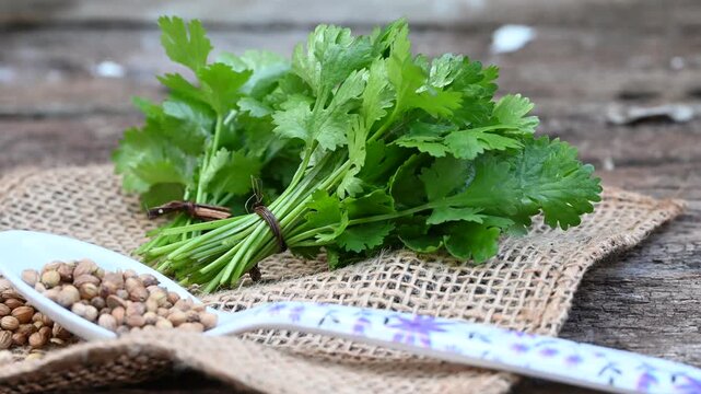 Coriander herb on wood background. Bunch of fresh coriander on wooden table close up