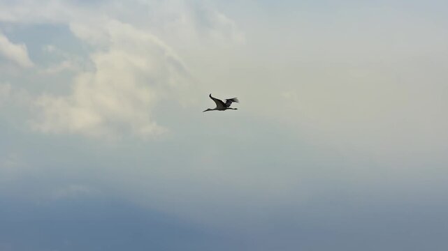 Airplane flying through cloudy sky, followed by a bird soaring gracefully above the landscape, showcasing the beauty of flight in nature's backdrop