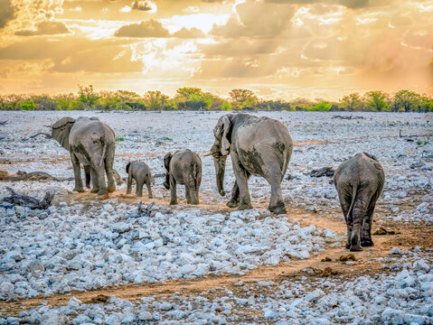 A small family of elephants in the evening on their way home from bathing at the waterhole. Taken in Etosha National Park.