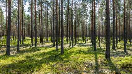 Fototapeta premium Maical fairytale forest in autumn. Forest therapy and stressrelief.