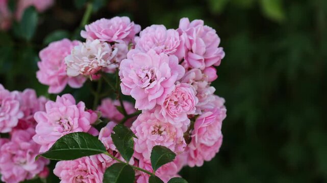 Pink polyantha rose bush gently swaying in the wind