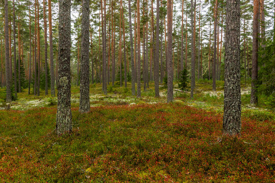 Maical fairytale forest in autumn. Forest therapy and stressrelief.