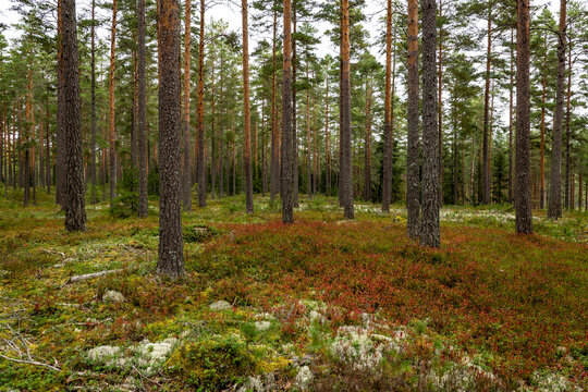 Maical fairytale forest in autumn. Forest therapy and stressrelief.
