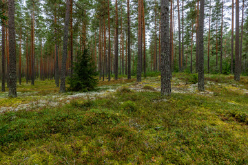 Fototapeta premium Maical fairytale forest in autumn. Forest therapy and stressrelief.