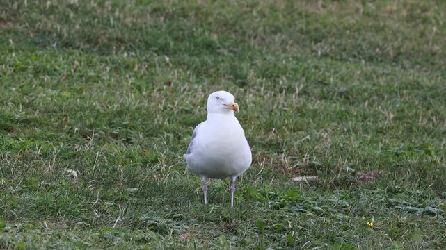 White seagull bird walking on green grass
